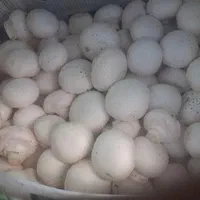 قارچ درجه۱|خوردنی و آشامیدنی|مشهد, کوه سنگی|دیوار
