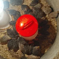 جوجه بلدرچین سالم و درجه یک