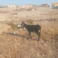 خر ماده|حیوانات مزرعه|ملکشاهی, |دیوار