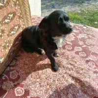 سگ دورگه باهوش|سگ|گرگان, |دیوار