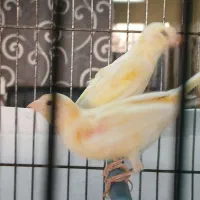 دو عدد قناری جوجه ریزه خوان|پرنده|اردبیل, |دیوار