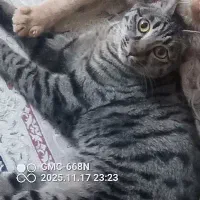 واگذاری گربه ماده رایگان