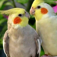 ملزومات پرندگان زینتی