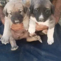 واگذاری دو عدد پژدر