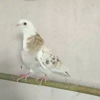 کفتر گرفتنی|پرنده|قم, آزادگان|دیوار