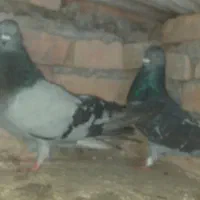 کبوتر کفتر|پرنده|بستان آباد, |دیوار