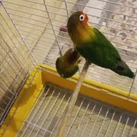 یک جفت کوتوله مولد کار داده
