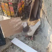 کبوتر طوق فقط۵۰۰|پرنده|یاسوج, |دیوار