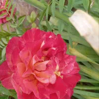 فروش عروسک خرسی قرمز