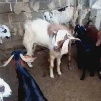 پاچن گوشتی. نسلی|حیوانات مزرعه|نیک شهر, |دیوار