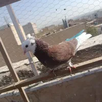 کفتر غریب گیری