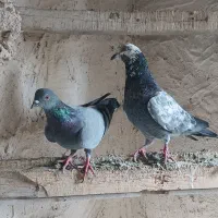 تعدادی کبوتر|پرنده|هریس, |دیوار