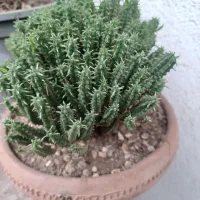 گل های خانگی  کاکتوس سانسوریا