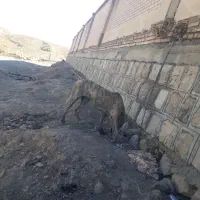 توله سگ سرابی ماده ۶ماهه قابل معاوضه