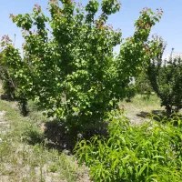 ۴۰۰ متر باغچه