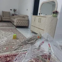 عروس هلندی نر و ماده به همراه قفس