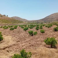 باغ انگور و پسته در روستای بردج ۸۰۰۰ متری|فروش خانه و ویلا|شیراز, داریون|دیوار