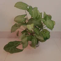 گل و گیاه طبیعی|گل و گیاه طبیعی|اهر, |دیوار