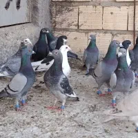 پلاکی بیرونی|پرنده|شیراز, شیخ علی چوپان|دیوار