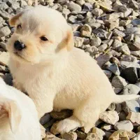 واگذاری توله سگ پاکوتاه