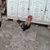 دوعددخروس عربی|حیوانات مزرعه|اهواز, بهارستان|دیوار
