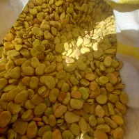 باقالی شاخ بزی