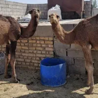 فروش حاشی (شتر)