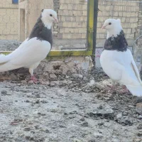 طوقی هفت رنگ|پرنده|بافق, |دیوار