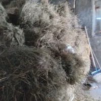 فروش پرس و باغ|حیوانات مزرعه|قیدار, |دیوار