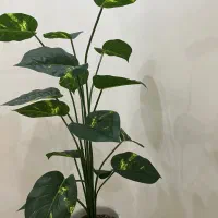 گل وگلدان شیک