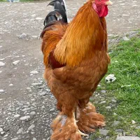 خروس برهما نژاددار