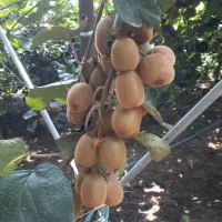 جذب سرمایه