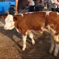 مونت بیلیارد وارداتی 50 راس گوساله