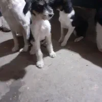 سگ ماده ازنژاداشپیتز۴تا|سگ|اراک, |دیوار