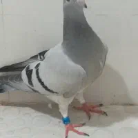 فروش یامعاوضه 3جوجه کبوترموریسردلبر|پرنده|برازجان, |دیوار