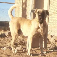 واگذاری سگ نر سرابی