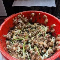 فروش حلزون خانگی با هر اندازه ای|خزنده|کرمان, |دیوار