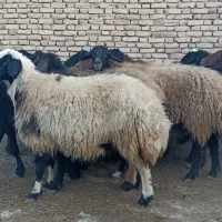 ۱۵راس میش و شیشک آبستن سنگین|حیوانات مزرعه|فلاورجان, |دیوار