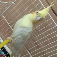 سلام یک عدد عروس هلندی نر5ماه|پرنده|آبیک, |دیوار