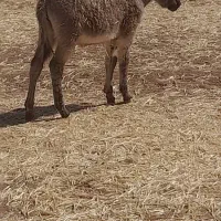 تعداددومادهخرویکنرخربفروشمیرسد|حیوانات مزرعه|بلداجی, |دیوار