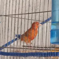 قناری شتری مست عروس هلندی ماده آماده طوطی برزیلی
