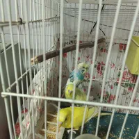 مرغ عشق|پرنده|تربت‌حیدریه, حاجی یار‎|دیوار