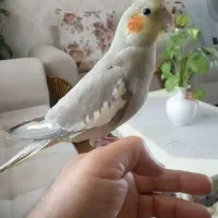یک جفت عروس هلندی دست اموز
