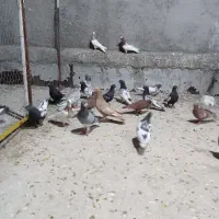 ۲۴ کبوتر بهبونی پلاکی