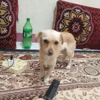 یک سگ پیداکردم|سگ|گرگان, |دیوار