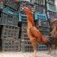 تخم مرغ لاری