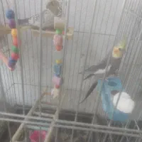 عروس هلندی مولد