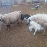 میش بره|حیوانات مزرعه|پاسارگاد, |دیوار