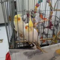 دو عدد عروس هلندی