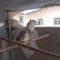 کفتر فروش یا معاوضه
